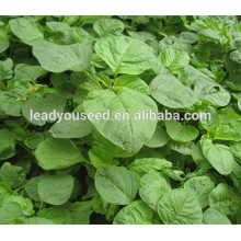 MAM022 Qinglong madurez temprana semillas de amaranto chino verde para plantar